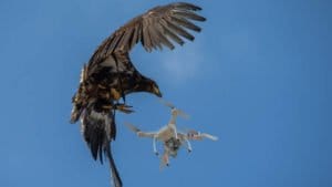 Eagle drone grab