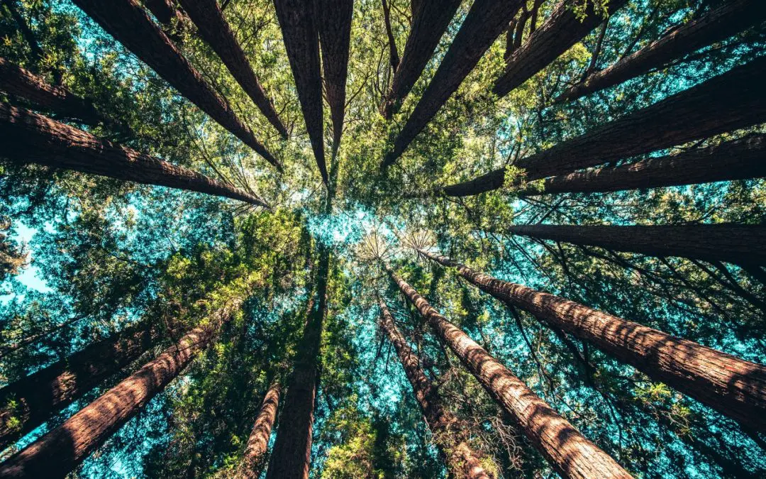 Sustainability is the Challenge of Our Time for Global Commerce